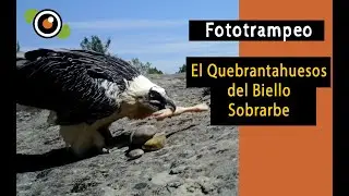 Fototrampeo en España. El Quebrantahuesos (Gypaetus barbatus) del Biello Sobrarbe. Bolyguard 2060d