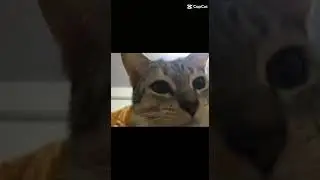 🫰