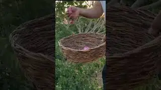 Picking Damask Roses 🌹✨ | Traditional Rose Harvest in Nature         #fire #flowers #food #shorts