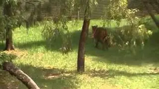 BEST TIGER ATTACK ON CHICKEN........
