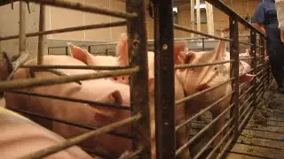 Researchers killing PRRS virus with UV light to protect pigs