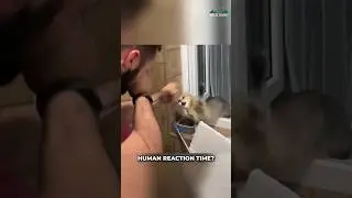 Кошачьи рефлексы просто безумны🤯