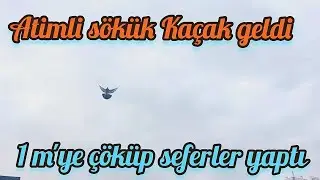 Yanıma kalmadı yarına kaldı 😂 taklacı güvercin oyunkuşu 