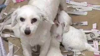 Amico Cane - selezione 1