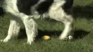 Pee Post&trade; | DrsFosterSmith.com