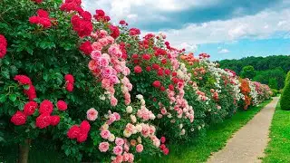 Эта розовая тропа помогает разуму отпустить все 🌹 Мягкая целительная энергия для спокойствия и эм...