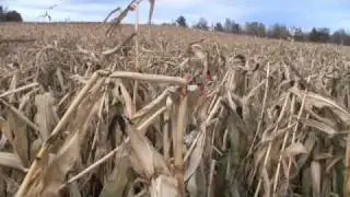 Pumpkin patch 2009