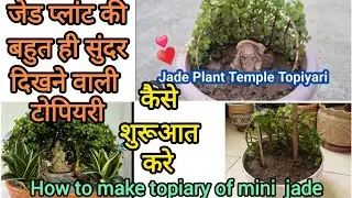 How to make a temple topiary easily?? Easy steps for mini jade topiary..