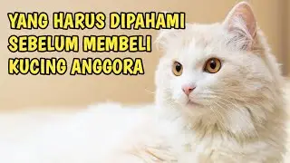 Macam Jenis Kucing Anggora yang Sering Kita Temui dan Wajib dipahami Ciri-cirinya