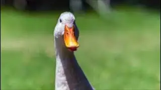 Goose  - Sounds Effect