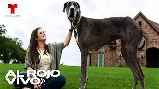El perro m&aacute;s grande del mundo es un gran dan&eacute;s llamado Zeus