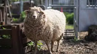 Spitalfields City Farm - An Overview