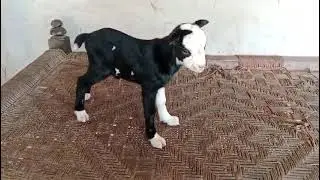 Beautiful teddy goat kid say mashallah 💞..!
