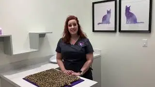 Signs And Symptoms Of Oral Pain In Cats