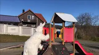 Påskeharen leker ute i øyno fus barnehage