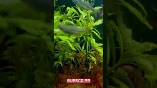 Bokeh Glow | Calm Cinematic Aquarium