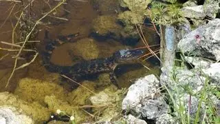 CHARLOTTE COUNTY,FLORIDA,CECIL WEBB BABY GATOR,NEVER TRUST ANY WATER HERE