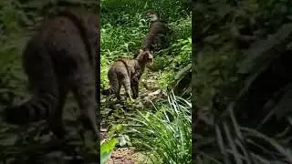 monitor lizard vs cat