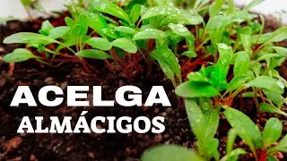 👉 Cómo Sembrar Acelga Orgánica en Casa