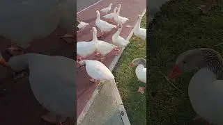 البط يلاحق  فينا كان 😂😂😂