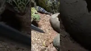 Leopard gecko feeding and care guide#Reptile rumble