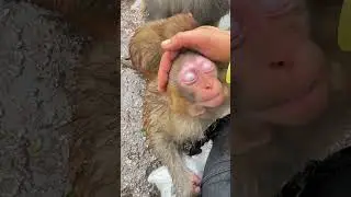 It&rsquo;s too hard for the little monkey to stutter