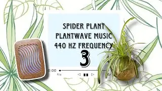 ( 3 ) PlantWave spider plant  music 440 hz frequency meditation relaxation