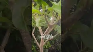 Bunga kamboja di Australia #australia#bunga#kamboja