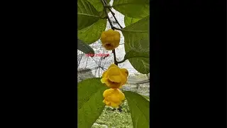 Trà hoa vàng đang cho hoa