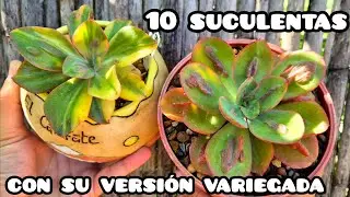 Suculentas con su versión variegada #terrasuculenta #plantas