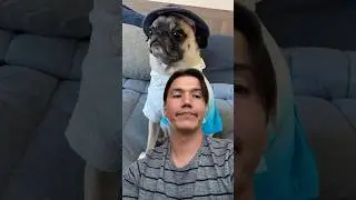 How did I end up with this&hellip; #shorts #pug