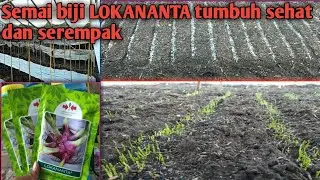 Cara semai bawang merah biji jenis LOKANANTA yg benar (part 2)