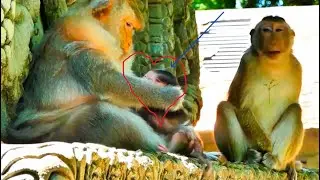 OMG..// Action Mother Barry Playing Bite With Baby So Pity Because Baby Hungry milk come Disturb she