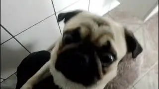 Mr. Spike 7