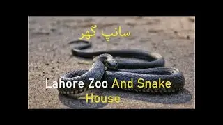 Lahore Zoo And Snake House