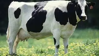 The adventures of rusty the cow