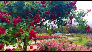 A Day in a Romantic Rose Garden ❤️