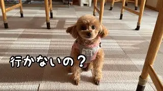 散歩なのにこの温度差、ママの時だけこうなります