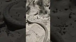 Antigua racer snake 🐍