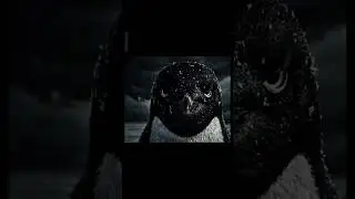 A single penguin can be reach on the hills