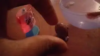 A lps and shopcan vid