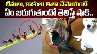 Interesting Facts About Ants and Crows in Hinduism | Facts About Hindu Beliefs | Tollywood Nagar