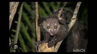 The Aye-Aye: The Woodpecker Primate