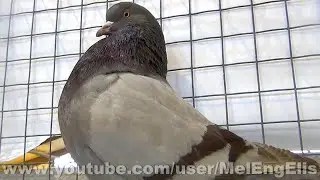 Championnat de France du Pigeon Revellois - Exposition Avicole de Compi&egrave;gne 2020