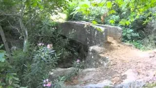 جرجوع