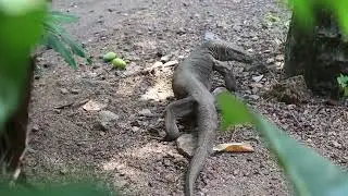 Thalagoya- Monitor Lizard