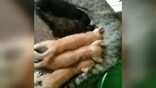 OUR PLAYFUL CRAFTY  KITTENS HAVING FUN