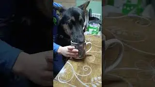 #shorts когда говоришь нельзя  🐶🐶🐶🐶🐶🥃🥃🥃🥃🥃