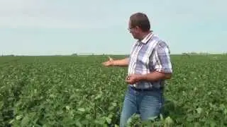 Virtual Crop Tour - Soybeans
