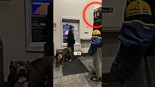 Pitbull Guard Dog PROTECTED The Kid (@darkdynastyk9s)